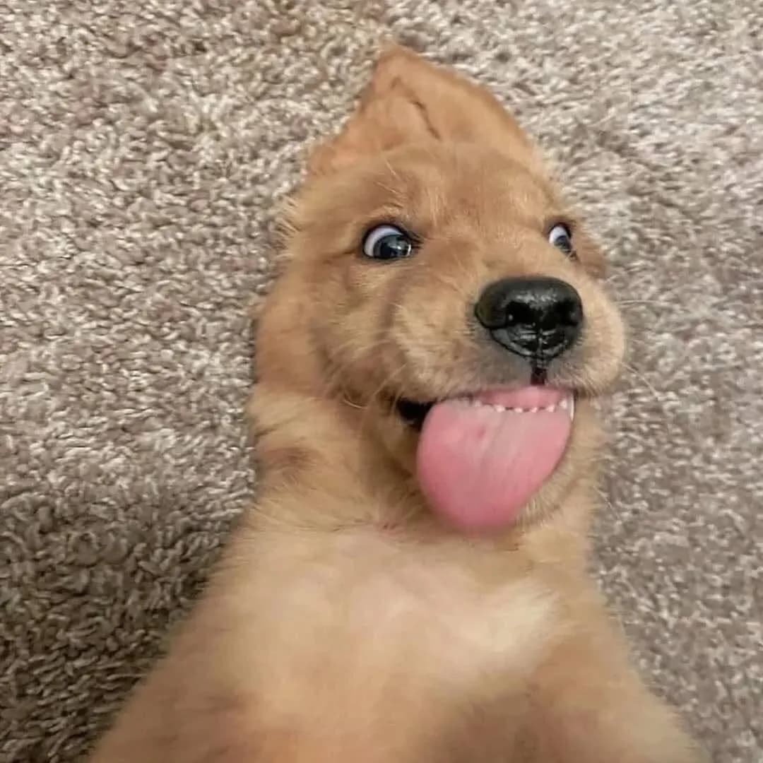 Adorable π₯°
.
.
.
Follow me: β‘ @goldenretrievers_lovers_ For More π . . . .
#goldenretriever #goldenretrievers #goldenretrieverpuppy #goldenretrieversofinstagram #goldenretrieverlove #goldenretrieverlovers #goldenretrieversworld #goldenretrieverworld #goldenretrievertoday #goldenretrieverpuppies #goldenretrieverofinstagram #goldenretrieverlover #goldenretrieversofig #goldenretrieverphotos #goldenretriever360 #goldenretrieverslovex #goldenretriever_pictures #goldenretrievershirt #goldenretrieversarethebest #goldenretrieverproblems #goldenretrieveroninstagram #goldenretrievermix #goldenretrieverpuppys #goldenretrieverph #goldenretrievergram