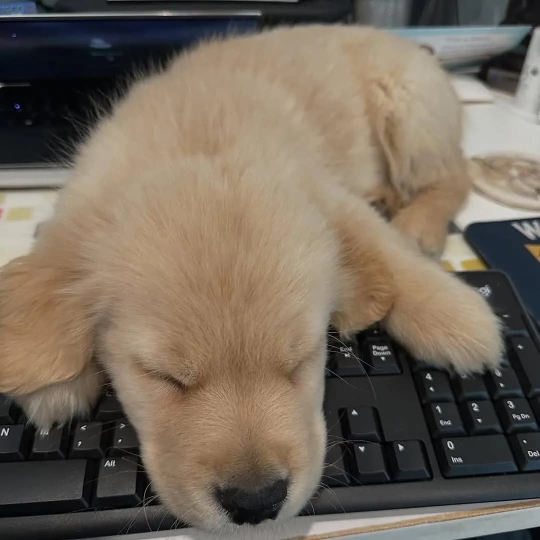 πΆβ€οΈ
.
.
.
Follow me: β‘ @goldenretrievers_lovers_ For More π . . . .
#goldenretriever #goldenretrievers #goldenretrieverpuppy #goldenretrieversofinstagram #goldenretrieverlove #goldenretrieverlovers #goldenretrieversworld #goldenretrieverworld #goldenretrievertoday #goldenretrieverpuppies #goldenretrieverofinstagram #goldenretrieverlover #goldenretrieversofig #goldenretrieverphotos #goldenretriever360 #goldenretrieverslovex #goldenretriever_pictures #goldenretrievershirt #goldenretrieversarethebest #goldenretrieverproblems #goldenretrieveroninstagram #goldenretrievermix #goldenretrieverpuppys #goldenretrieverph #goldenretrievergram