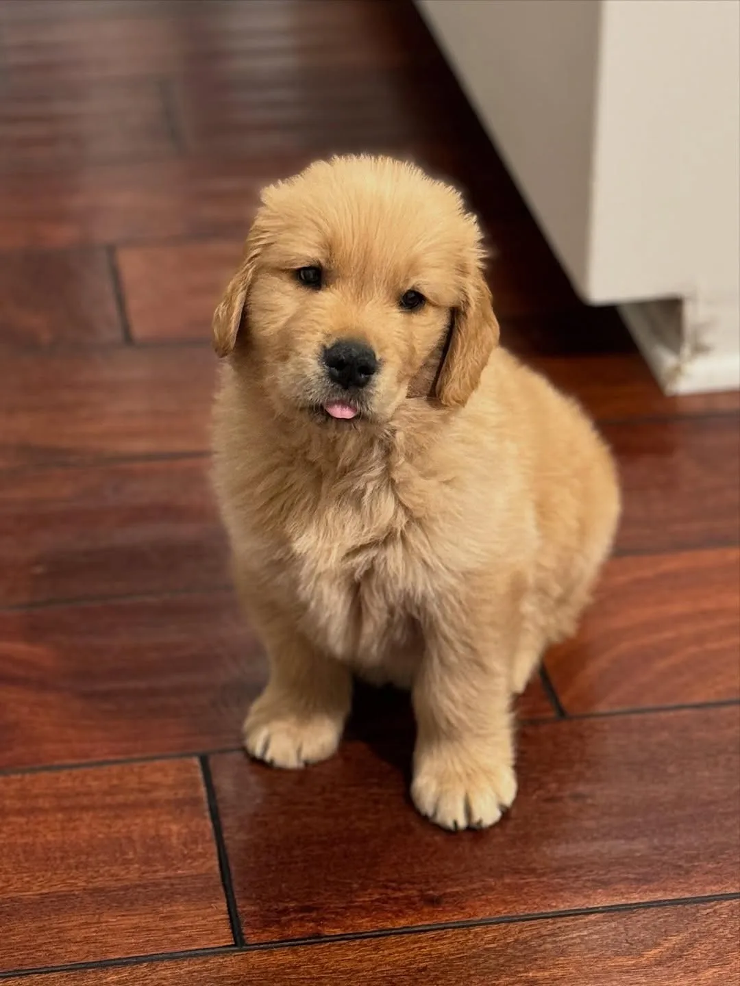 if my name wasnβt Butter, what would you name me? π
.
.
.
Follow me: β‘ @goldenretrievers_lovers_ For More π . . . .
#goldenretriever #goldenretrievers #goldenretrieverpuppy #goldenretrieversofinstagram #goldenretrieverlove #goldenretrieverlovers #goldenretrieversworld #goldenretrieverworld #goldenretrievertoday #goldenretrieverpuppies #goldenretrieverofinstagram #goldenretrieverlover #goldenretrieversofig #goldenretrieverphotos #goldenretriever360 #goldenretrieverslovex #goldenretriever_pictures #goldenretrievershirt #goldenretrieversarethebest #goldenretrieverproblems #goldenretrieveroninstagram #goldenretrievermix #goldenretrieverpuppys #goldenretrieverph #goldenretrievergram